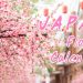 ปฏิทินดอกไม้บานทั้งปี กับเทศกาลดอกไม้ญี่ปุ่น